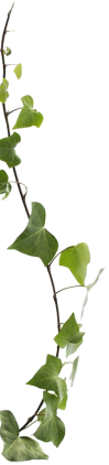 Organic Arogya